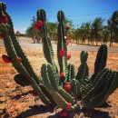 Cereus jamacaru