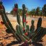 Cereus jamacaru