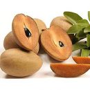 Manilkara zapota