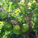 Crescentia cujete