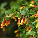 Justicia floribunda