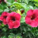 Allamanda blanchetti