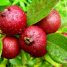 Psidium cattleianum