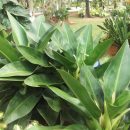 Philodendron martianum