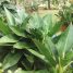 Philodendron martianum