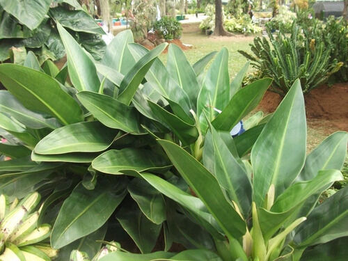 Philodendron martianum | Jardim Cor