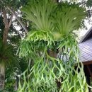 Platycerium bifurcatum