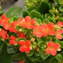 Kalanchoe blossfeldiana