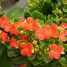 Kalanchoe blossfeldiana