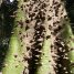 Ceiba boliviana