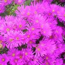 Lampranthus productus