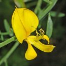 Spartium junceum