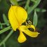 Spartium junceum