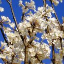 Handroanthus rose-albus