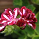 Pelargonium peltatum