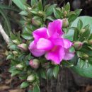 Pereskia grandifolia