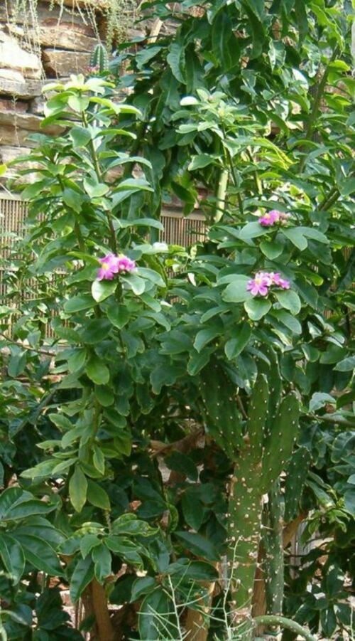 Pereskia grandifolia | Jardim Cor