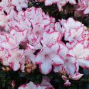 Rhododendron simsii