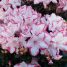 Rhododendron simsii
