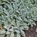 Stachys byzantina