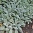 Stachys byzantina