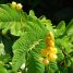 Senna alata