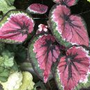 Begonia rex