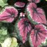 Begonia rex