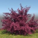 Berberis thumbergii “atropurpureum”