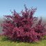 Berberis thumbergii “atropurpureum”