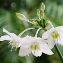 Eucharis grandiflora