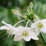 Eucharis grandiflora