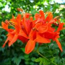 Tecomaria capensis