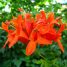 Tecomaria capensis