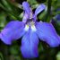 Lobelia erinus