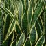 Sansevieria trifasciata laurentii