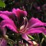 Bauhinia blakeana