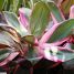 Cordyline fruticosa “Tricolor”