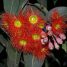 Corymbia ficifolia