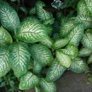 Dieffenbachia amoena