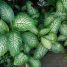 Dieffenbachia amoena
