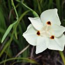 Dietes bicolor