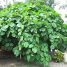 Ficus auriculata