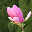 Magnolia liliflora
