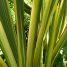 Phormium tenax “Variegata”