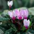 Cyclamen persicum