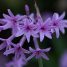 Tulbaghia violacea “Variegata”