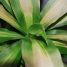 Dracaena fragrans “Massangeana”