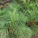 Phoenix roebelenii