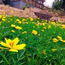 Bidens sulphurea
